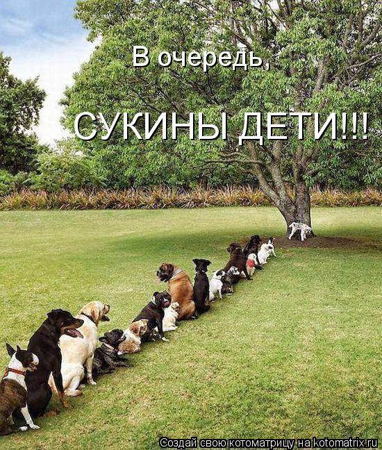 Котоматрица: В очередь,  СУКИНЫ ДЕТИ!!!