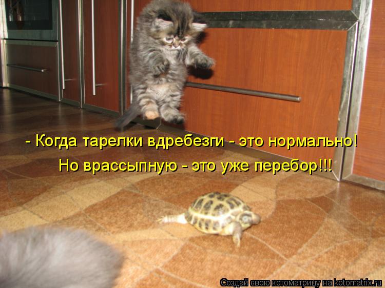 Котоматрица: - Когда тарелки вдребезги - это нормально! Но врассыпную - это уже перебор!!!