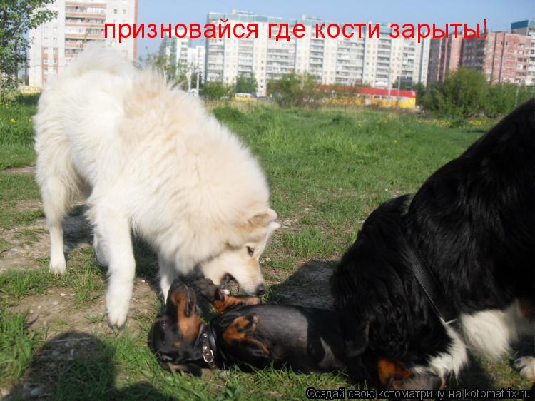призновайся где кости зарыты!... Котоматрица: призновайся где кости зарыты!