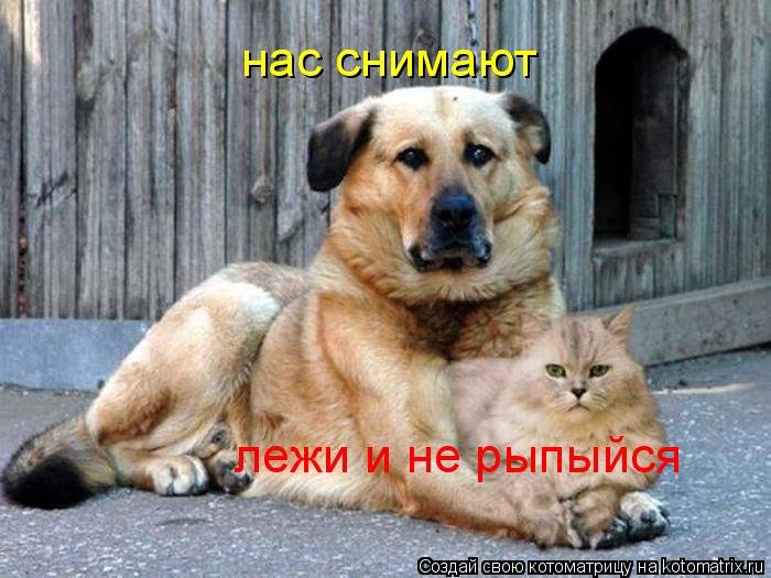 Котоматрица: нас снимают лежи и не рыпыйся