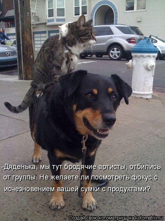 Котоматрица: -Дяденька, мы тут бродячие артисты, отбились от группы. Не желаете ли посмотреть фокус с исчезновением вашей сумки с продуктами?