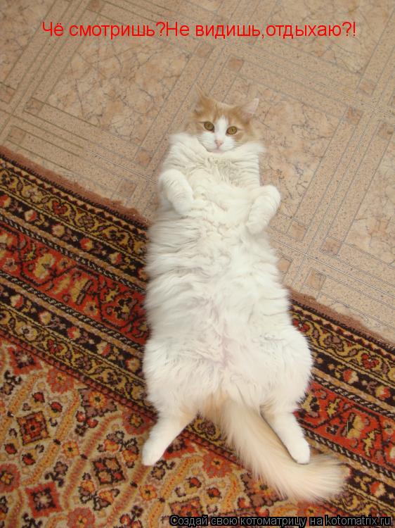 Чё смотришь?Не видишь,отдыхаю?!... Котоматрица: Чё смотришь?Не видишь,отдыхаю?!