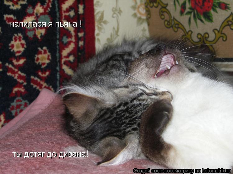 Котоматрица: напилася я пьяна ! ты дотяг до дивана!