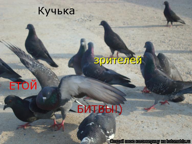 Котоматрица: Кучька зрителей ЕТОЙ БИТВЫ!)