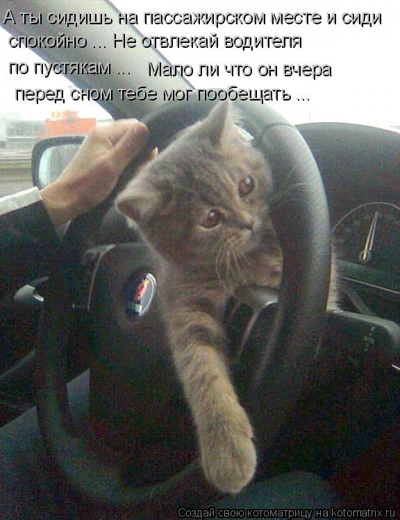 Котоматрица: А ты сидишь на пассажирском месте и сиди спокойно ... Не отвлекай водителя  по пустякам ...  Мало ли что он вчера перед сном тебе мог пообещать .