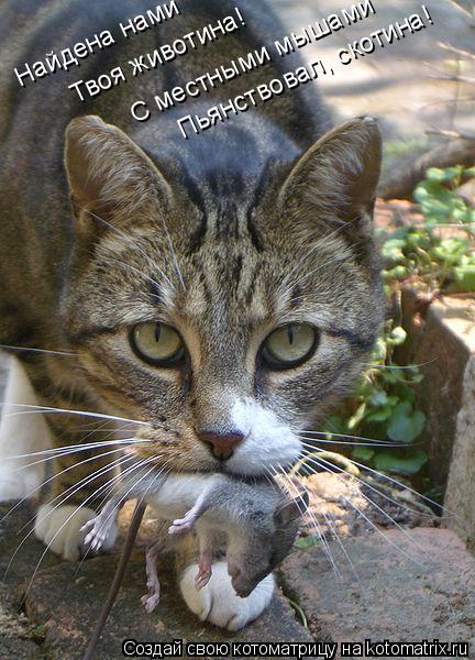 Найдена нами Твоя животина! Пьянствовал, скотина! С местными мышами... Котоматрица: Найдена нами Твоя животина! Пьянствовал, скотина! С местными мышами