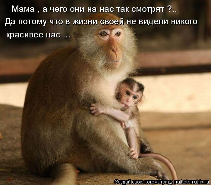Котоматрица: Мама , а чего они на нас так смотрят ?.. Да потому что в жизни своей не видели никого  красивее нас ...