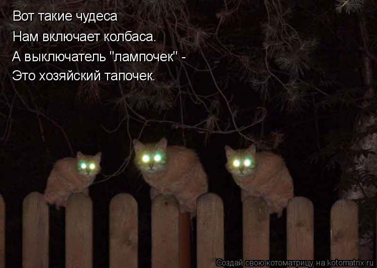 Котоматрица: Нам включает колбаса. А выключатель "лампочек" - Это хозяйский тапочек. Вот такие чудеса