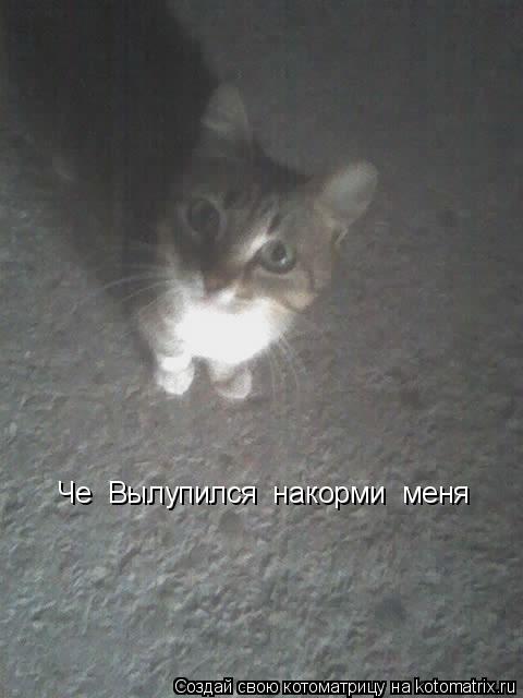 Котоматрица: Че  Вылупился  накорми  меня