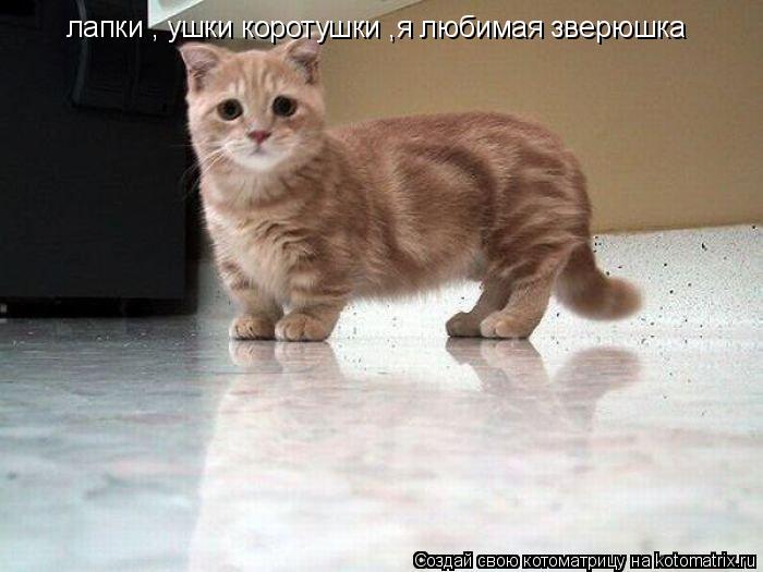 Котоматрица: лапки , ушки коротушки ,я любимая зверюшка