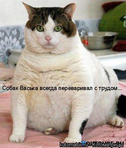 Котоматрица: Собак Васька всегда переваривал с трудом...