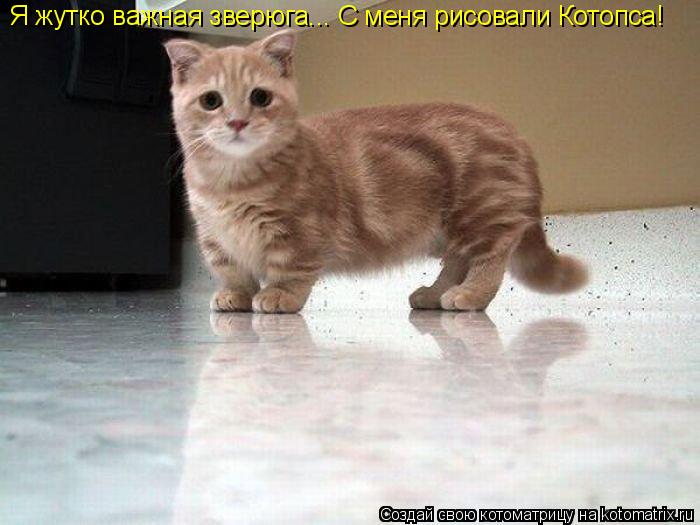 Я жутко важная зверюга... С меня рисовали Котопса!... Котоматрица: Я жутко важная зверюга... С меня рисовали Котопса!
