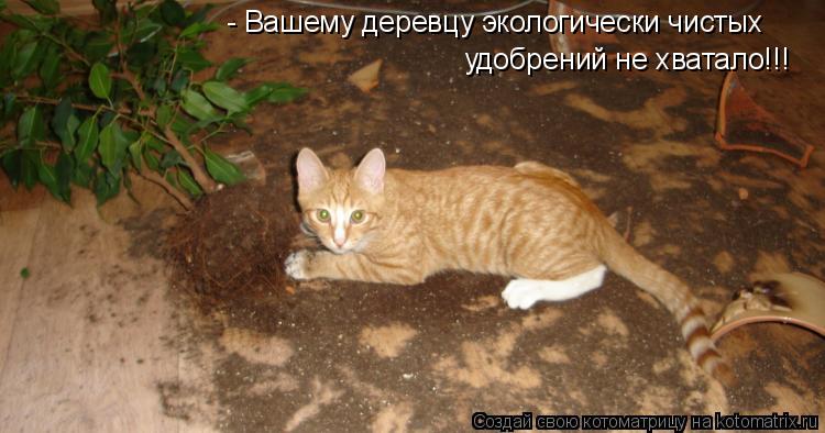 Котоматрица: - Вашему деревцу экологически чистых удобрений не хватало!!!