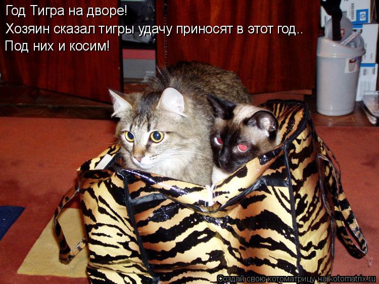 Год Тигра на дворе! Хозяин сказал тигры удачу приносят в этот год.. Под них и косим!... Котоматрица: Год Тигра на дворе! Хозяин сказал тигры удачу приносят в этот год.. Под них и косим!