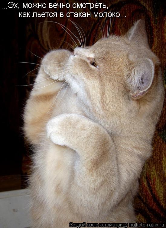 Котоматрица: Эх, можно вечно смотреть,  как льется в стакан молоко... ...
