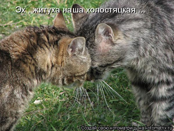 Котоматрица: Эх , житуха наша холостяцкая ...