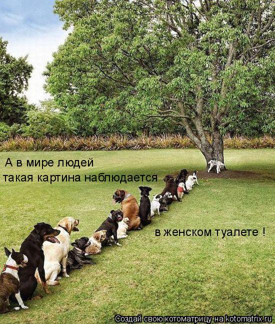 Котоматрица: А в мире людей такая картина наблюдается  в женском туалете !