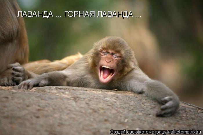 Котоматрица: ЛАВАНДА ... ГОРНАЯ ЛАВАНДА ...