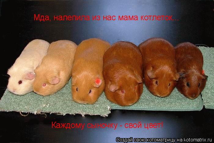 Котоматрица: Мда, налепила из нас мама котлеток... Каждому сыночку - свой цвет!