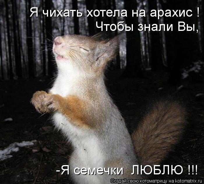 Котоматрица: Я чихать хотела на арахис ! Чтобы знали Вы,  -Я семечки  ЛЮБЛЮ !!!