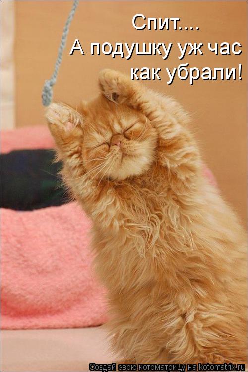Спит.... А подушку уж час как убрали!... Котоматрица: Спит.... А подушку уж час как убрали!