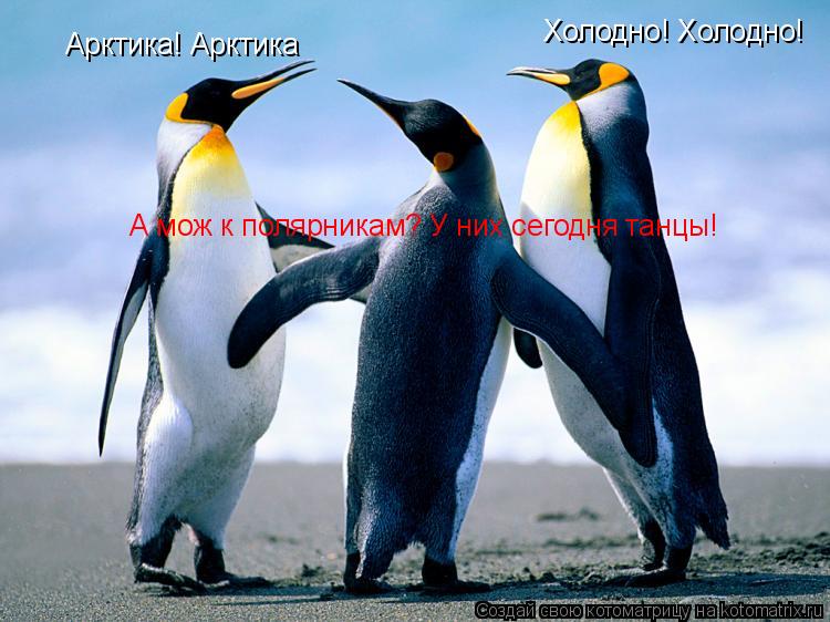 Котоматрица: Арктика! Арктика Холодно! Холодно! А мож к полярникам? У них сегодня танцы!