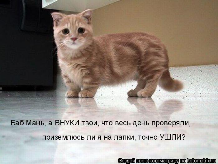 Котоматрица: Баб Мань, а ВНУКИ твои, что весь день проверяли, приземлюсь ли я на лапки, точно УШЛИ?