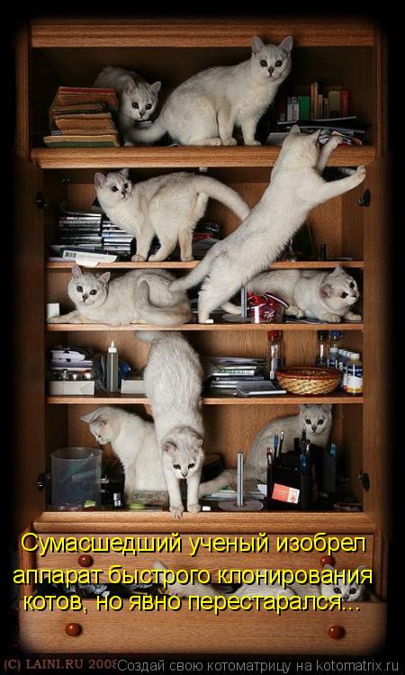 Котоматрица: Сумасшедший ученый изобрел аппарат быстрого клонирования котов, но явно перестарался...