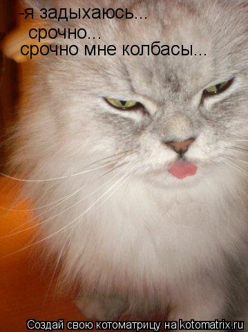 Котоматрица: -я задыхаюсь... срочно... срочно мне колбасы...