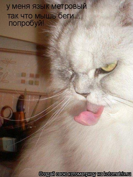 Котоматрица: у меня язык метровый так что мышь беги... попробуй!