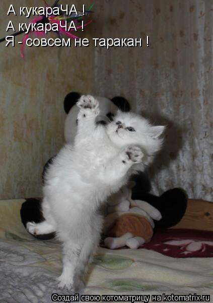 Котоматрица: А кукараЧА ! А кукараЧА ! Я - совсем не таракан !