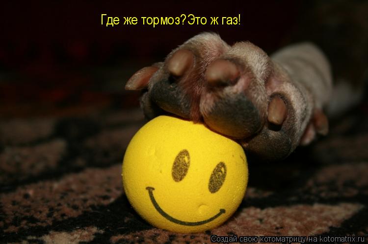 Котоматрица: Где же тормоз?Это ж газ!