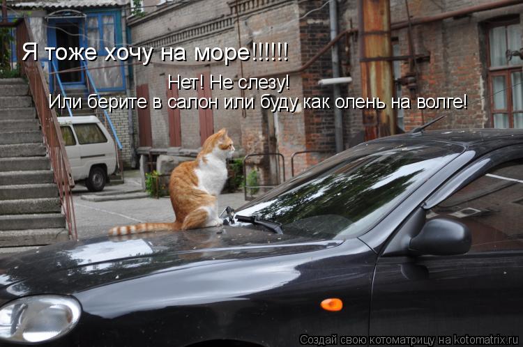 Котоматрица: Я тоже хочу на море!!!!!! Нет! Не слезу! Или берите в салон или буду как олень на волге!