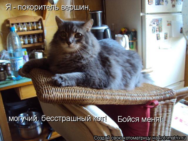 Котоматрица: Я - покоритель вершин,  могучий, бесстрашный кот! Бойся меня!
