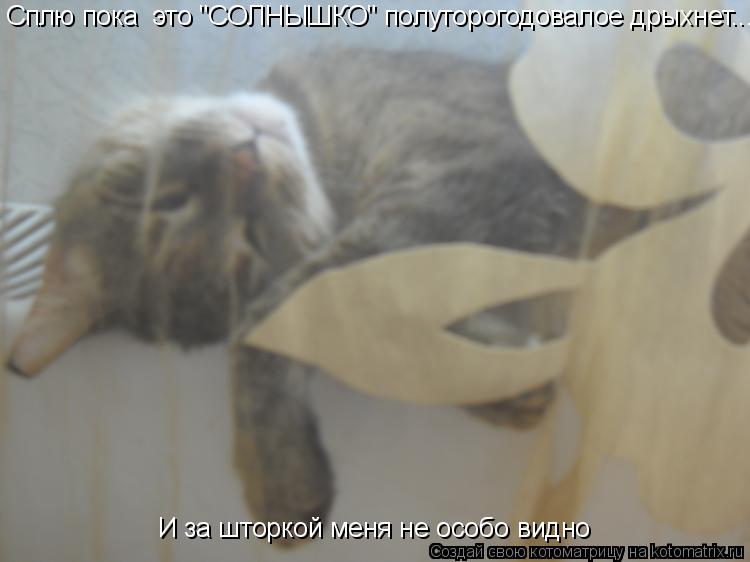 Котоматрица: Сплю пока  это "СОЛНЫШКО" полуторогодовалое дрыхнет.... И за шторкой меня не особо видно