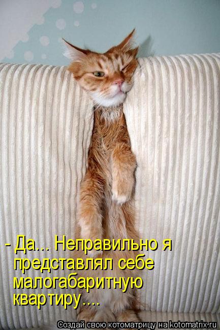 Котоматрица: - Да... Неправильно я  представлял себе  малогабаритную  квартиру....