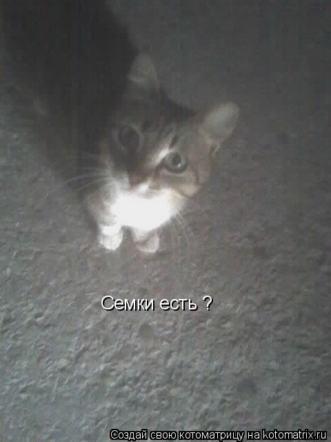 Котоматрица: Семки есть ?