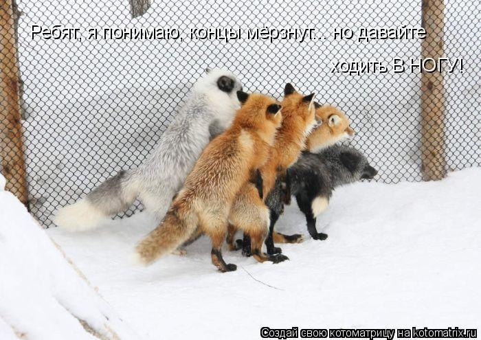 Котоматрица: Ребят, я понимаю, концы мёрзнут... но давайте ходить В НОГУ!