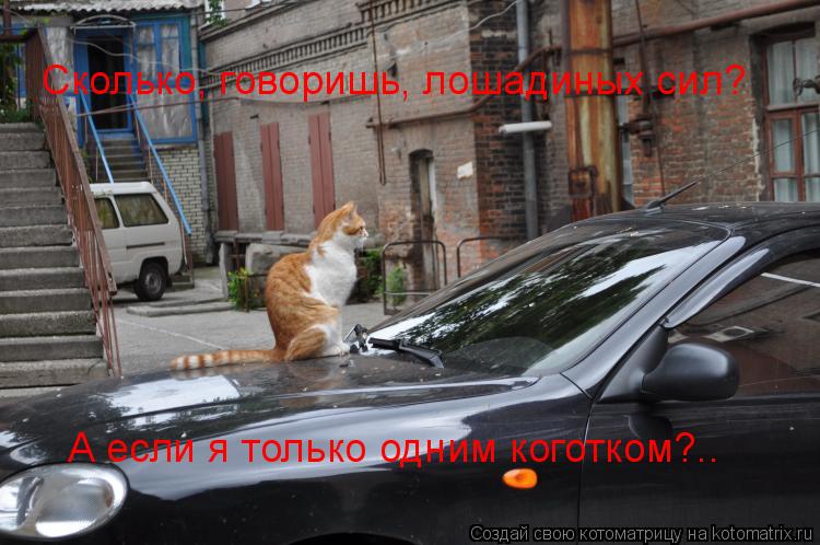 Котоматрица: Сколько, говоришь, лошадиных сил? А если я только одним коготком?..