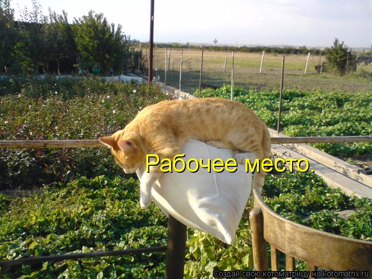 Котоматрица: Рабочее место.