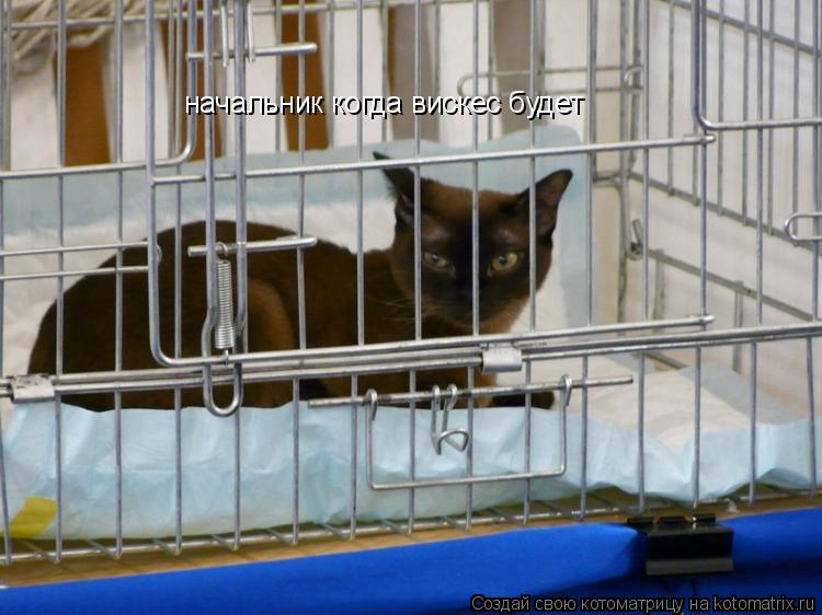 Котоматрица: начальник когда вискес будет
