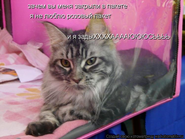 Котоматрица: зачем вы меня закрыли в пакете я не люблю розовый пакет и я задыХХХХААААЮЮЮСЬЬЬЬ