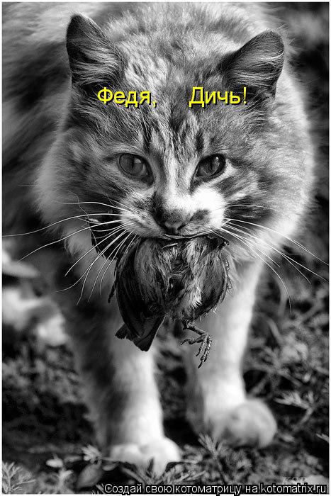 Котоматрица: Федя,     Дичь!