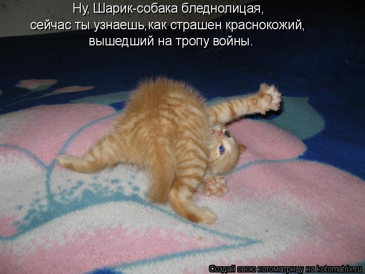 Котоматрица: сейчас ты узнаешь,как страшен краснокожий, вышедший на тропу войны. Ну, Шарик-собака бледнолицая,