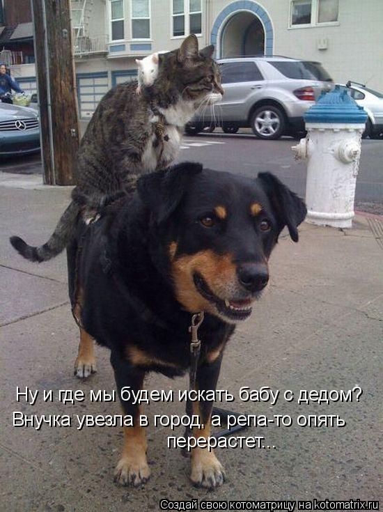 Котоматрица: Ну и где мы будем искать бабу с дедом? Внучка увезла в город, а репа-то опять перерастет...