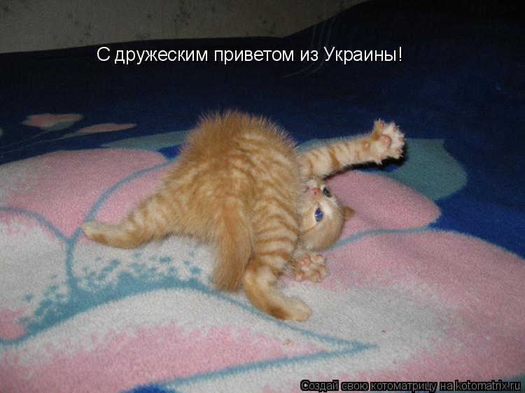Котоматрица: С дружеским приветом из Украины!