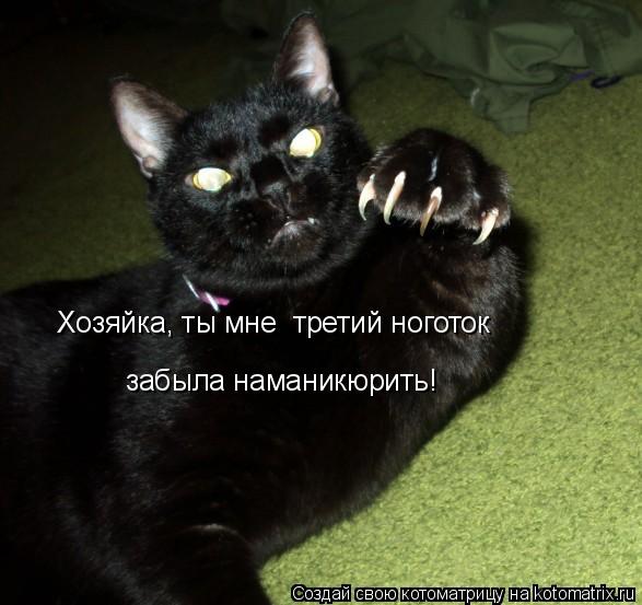 Котоматрица: Хозяйка, ты мне  третий ноготок забыла наманикюрить!