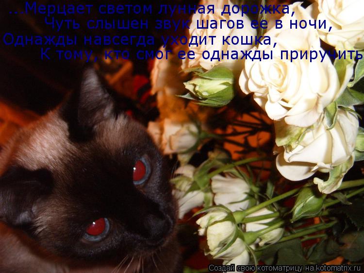 Котоматрица: ...Мерцает светом лунная дорожка,  Чуть слышен звук шагов ее в ночи,  Однажды навсегда уходит кошка,  К тому, кто смог ее однажды приручить