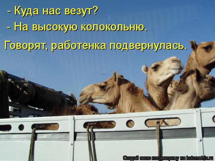 - Куда нас везут? - На высокую колокольню. Говорят, работенка подвернулась.... Котоматрица: - Куда нас везут? - На высокую колокольню. Говорят, работенка подвернулась.