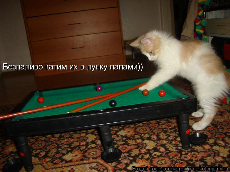 Котоматрица: Безпаливо катим их в лунку лапами))